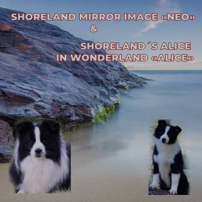 SHORELAND MIRROR IMAGE X SHORELAND ALICE IN WONDERLAND